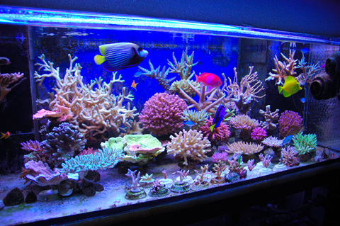 Aquarium Laut Yogyakarta 0852 6611 1653 RAPIH INDAH 