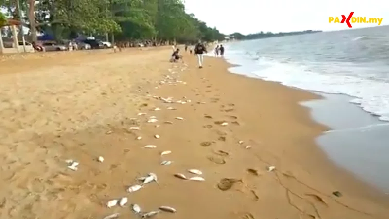 [Video] Beribu bangkai ikan pias terdampar di pantai