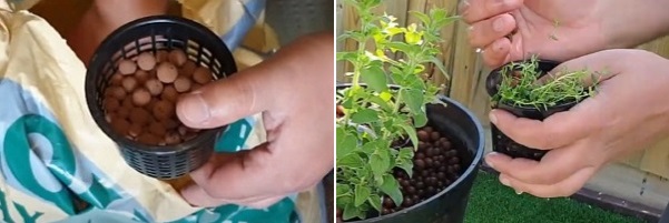 Add plant to a netted pot that contains canna clay balls