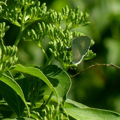 Summer Azure ovipositing on a Gray Dogwood