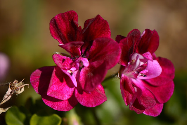 pelargonium, ivy leaved, geranium, small sunny garden, desert garden, amy myers