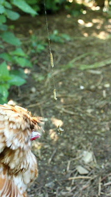 Polish rooster catching caterpillars
