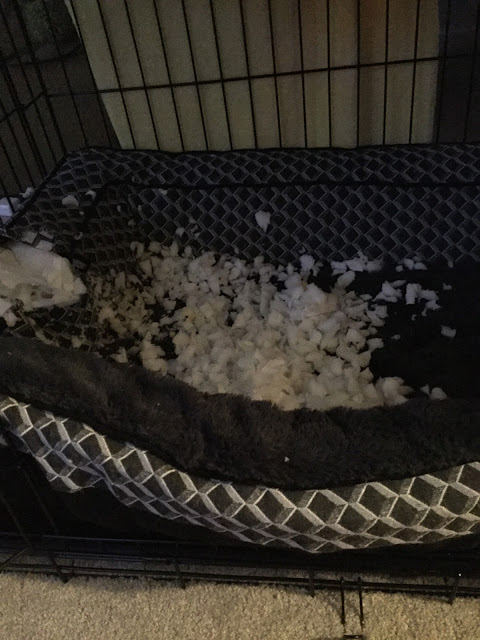 Dog bed chewed up