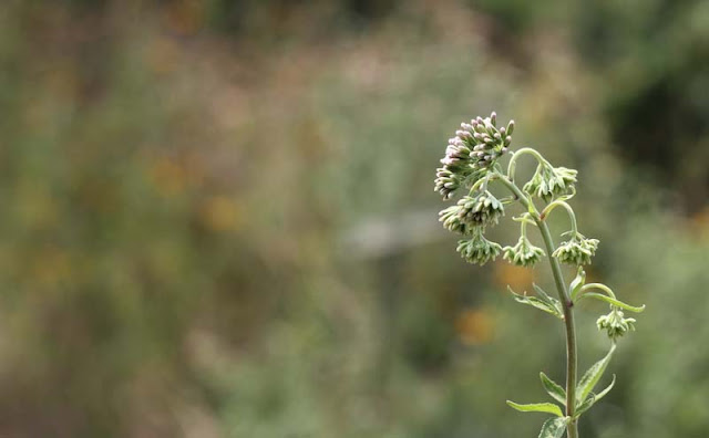 Joe-Pye Weed Flowers