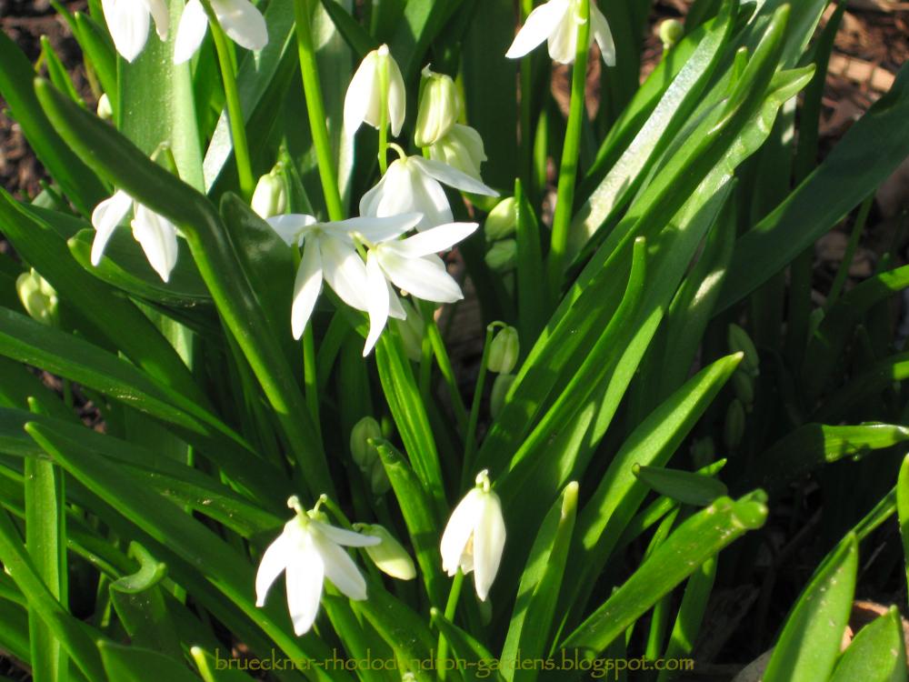 Flowers To Plant In Spring