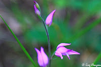 céphalanthère rouge (Cephalanthera rubra), Fontainebleau