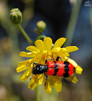 Trichodes alvearius