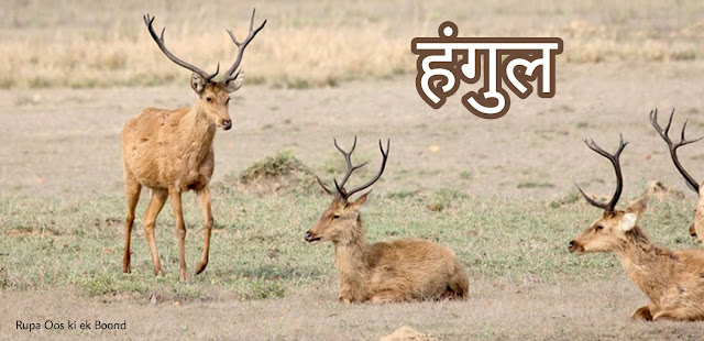 जम्मू-कश्मीर का राज्य पशु " हंगुल/कश्मीरी बारहसिंगा "