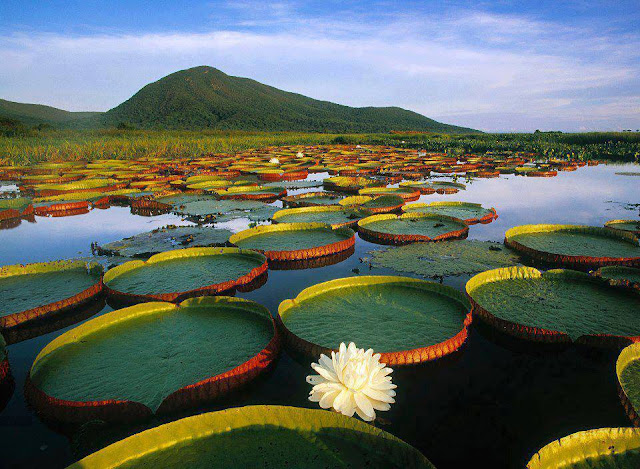 Водни лилии Water Lily, Pantanal Matogrossense National Park, Brazi