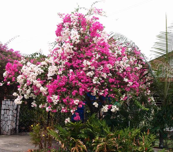 LI NA HERBS: BOUGAINVILLEA PLANTS THRIVE ON SUNSHINE