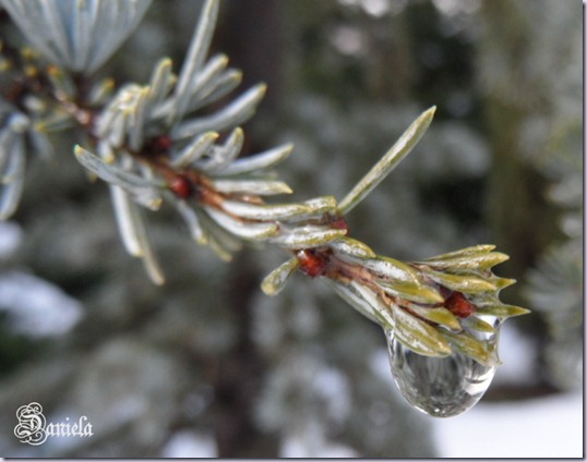 neve sciolta 2