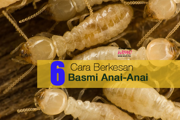 6 Cara Berkesan Basmi Anai-Anai. ~ Media Sosial