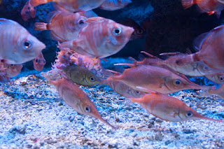 Oceanographic Museum, MONACO, океанографический музей, Монако