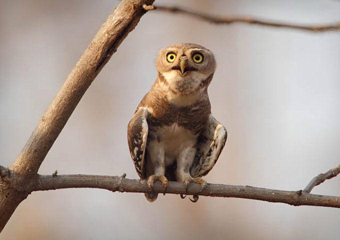 The-Worlds-Rarest-Birds-2-004