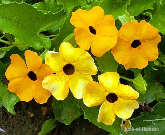 yellow flowers thunbergia