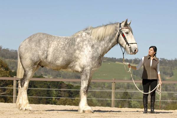 Nodram is the tallest horse in Australia , he is the tallest horse in the 