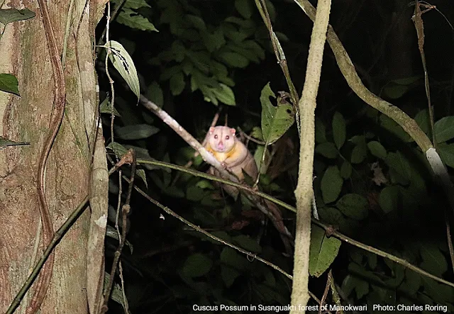 Watching Cuscus Possum