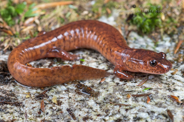 Salamander Research at Lowe Lab in Hubbard Brook Experimental Forest