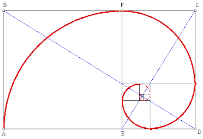 把黃金比例長方形的闊作半徑畫弧，  便可得出鸚鵡螺的圖形