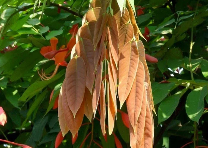 sapu tangan, manfaat tanaman sapu tangan, klasifikasi tanaman sapu tangan, pohon bunga sapu tangan, gambar pohon sapu tangan, manfaat pohon sapu tangan, jual pohon sapu tangan, klasifikasi pohon sapu tangan, harga pohon sapu tangan, nama ilmiah pohon sapu tangan, deskripsi pohon sapu tangan, khasiat pohon sapu tangan