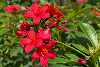 Jatropha integerrima