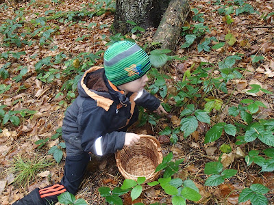 grzyby 2016, grzyby w listopadzie, grzyby w okolicy Krakowa, grzyby jesienią, pieprznik trąbkowy Cantharellus tubeaformis, łysiczka niebieskozielona ( pierścieniak grynszpanowy) – Stropharia aeruginosa, szmaciak=-gałęzisty-siedzuń-sosnowy-Sparassis-crispa, podgrzybek-brunatny-Boletus-badius, monetnica-maślana-Rhodocollybia-butyracea