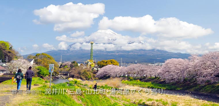 潤井川･三嶋大社･山北･湯河原の桜めぐり
