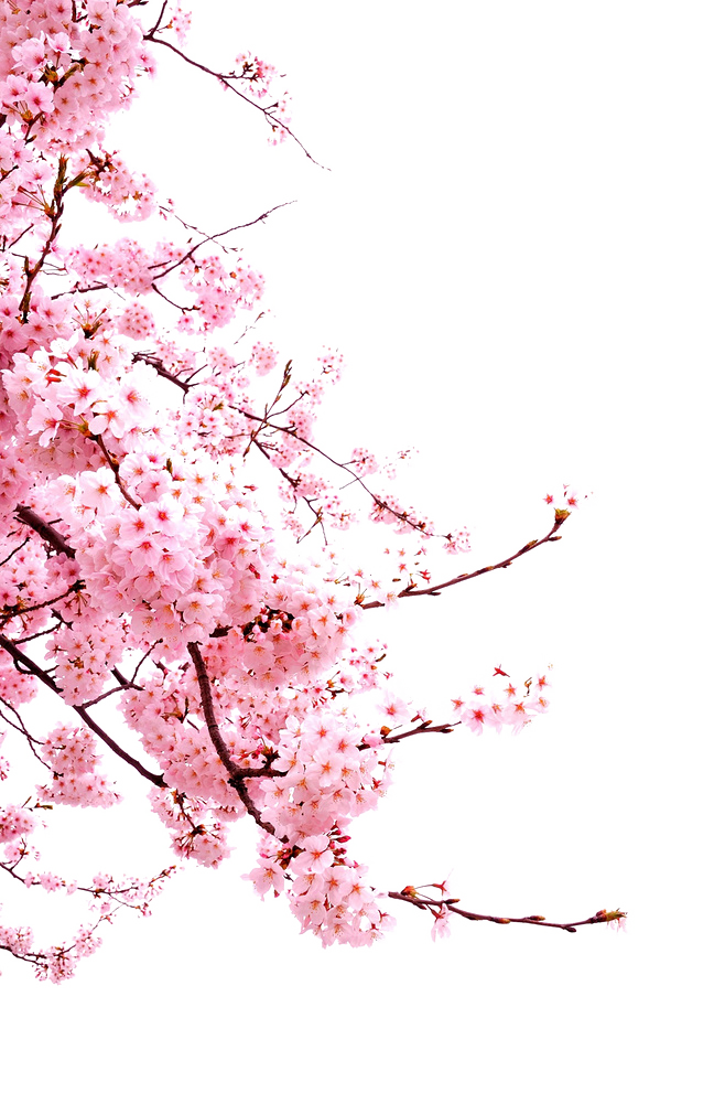 60 Gambar  Bunga  Sakura  Vector Koleksi Populer 