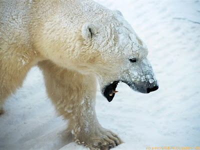 Amazing pictures and facts about Polar Bear 6