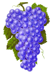 vintage purple grape digital clipart fruit illustration