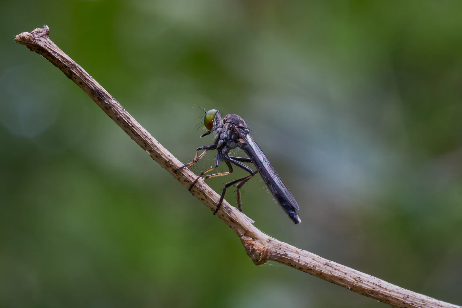 Robber Flies make great subjects because they either fly away or stay exceptionally still. This one eventually did both. 