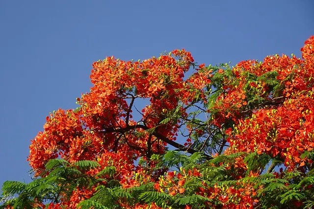 A Royal Poinciana tree with vibrant orange flowers and a bird soaring above it.