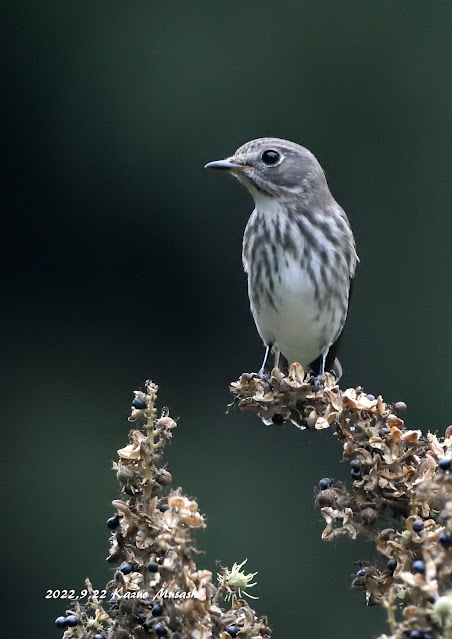 宮城の野鳥