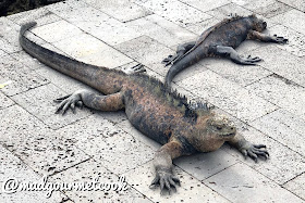 two marine iguanas