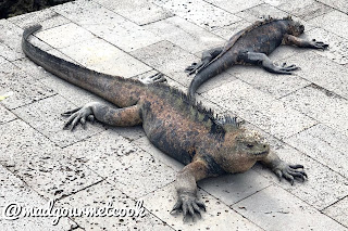 two marine iguanas