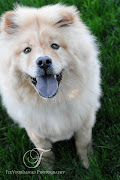 The Chow Chow is a large, stocky dog. The two most distinctive features of .