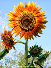 The Last Sunflower of Summer : Autumn Beauty Sunflower Blossom Photographed September 20, 2013