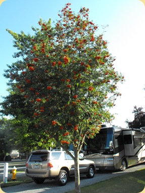 Mount Vernon, WA Area 311