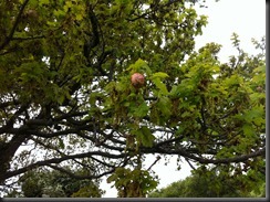 IMG_3262 IMG_3262