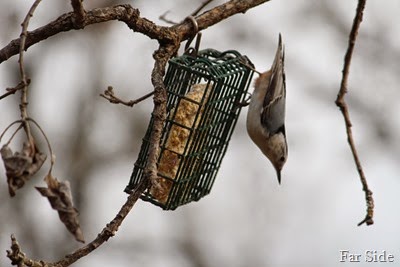 Nuthatch