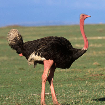 Ostrich's Big Birds Image