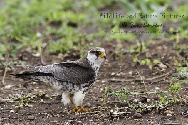 Wildlifes Afro Paleartic migrant - Amur Falcon one of natures wanders
