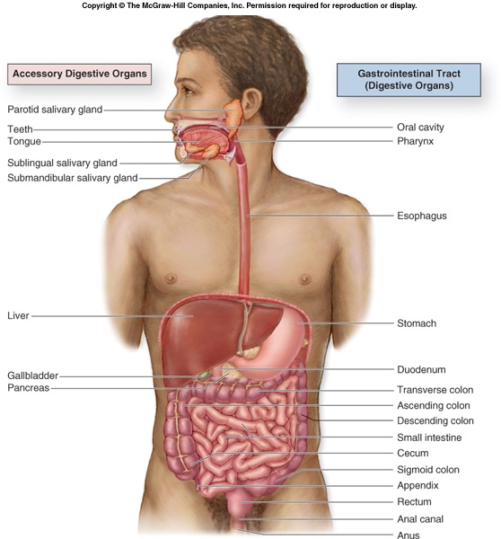 human digestive system diagram. the GI tract consists of.