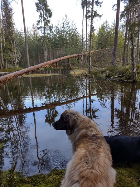 leonberger