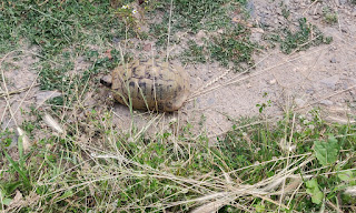 The tortoise that was walking just down the lane