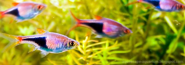 Freshwater Aquarium Fish Rasbora Pictures