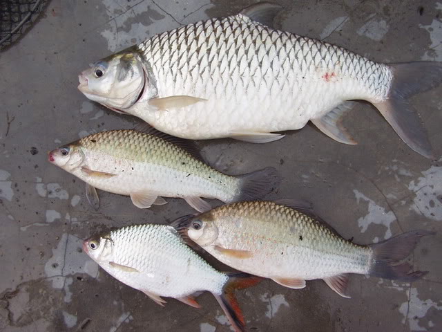 Aram Ngetu: Ikan Tenggalan dan Tengadak (Keturunan Lampam)