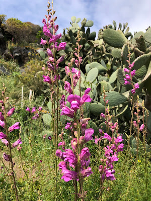 Antirrhinum majus.