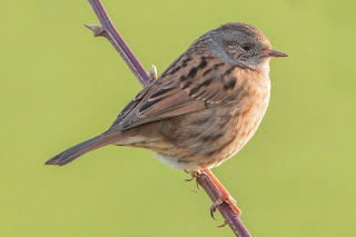 Dunnock DFBridgeman