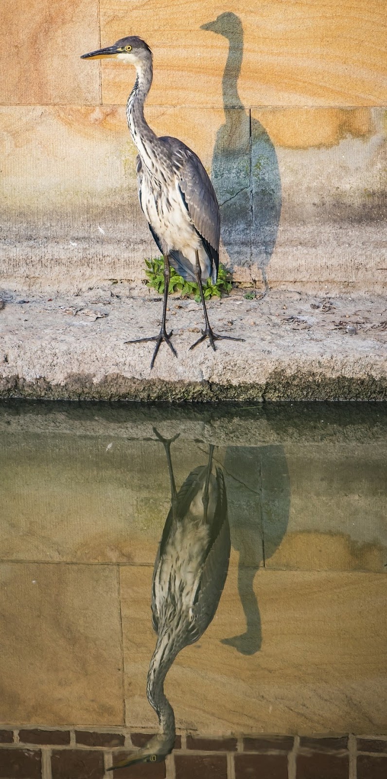 Heron's amazing reflections.